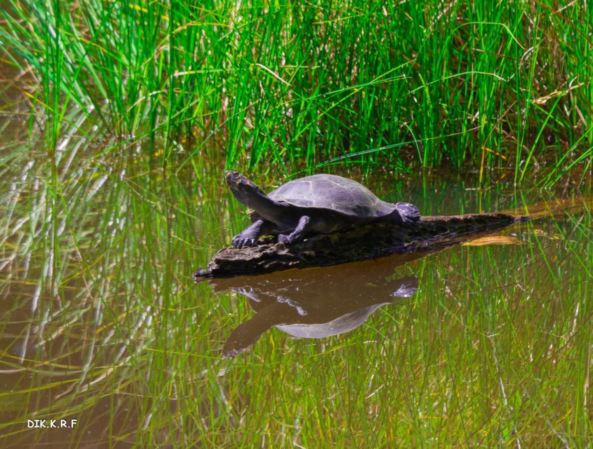 Pacaya Samiria Amazon Lodge Nauta Bagian luar foto